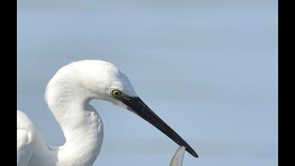 Küçük ak balıkçıl