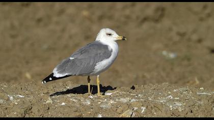 Van gölü martısı
