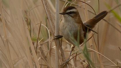 Bıyıklı kamışçın