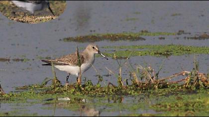 Karakarınlı kumkuşu