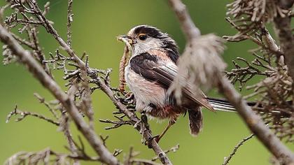 Uzunkuyruklu baştankara