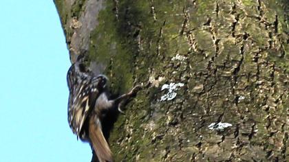 Bahçe tırmaşıkkuşu