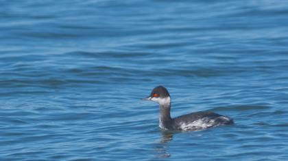 Karaboyunlu batağan