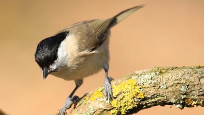 Kayın baştankarası