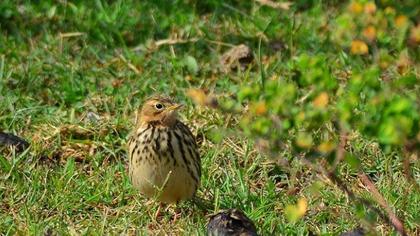 Kızılgerdanlı incirkuşu