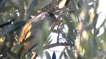 Karabaşlı ötleğen
