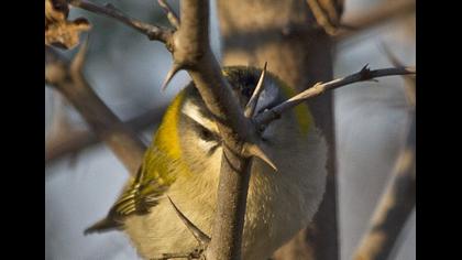 Sürmeli çalıkuşu