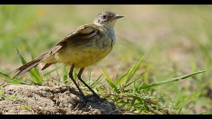 Sarı kuyruksallayan
