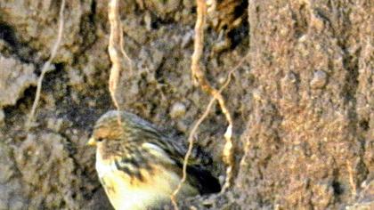 Sarıgagalı ketenkuşu