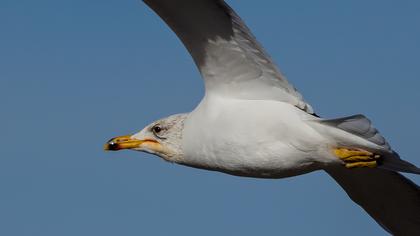 Van gölü martısı