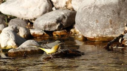 Dağ kuyruksallayanı