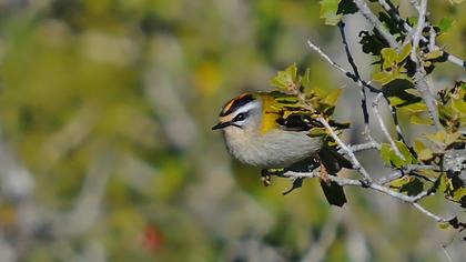 Sürmeli çalıkuşu
