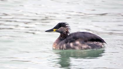 Kızılboyunlu batağan