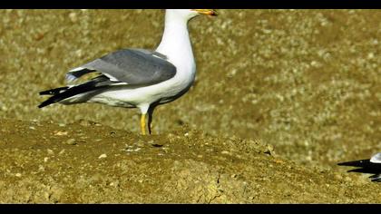 Van gölü martısı