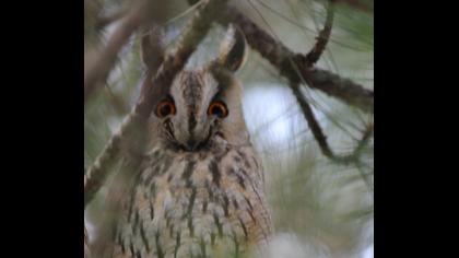 Kulaklı orman baykuşu