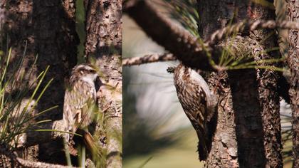 Bahçe tırmaşıkkuşu