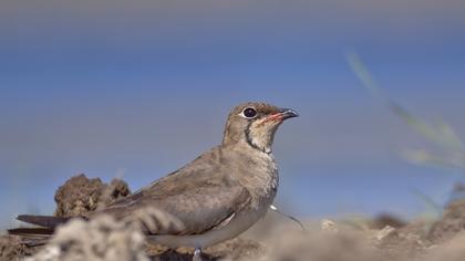 Bataklıkkırlangıcı