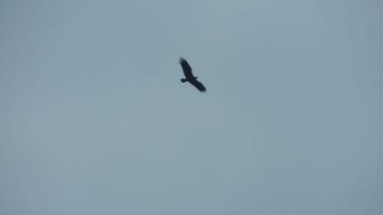 Küçük orman kartalı