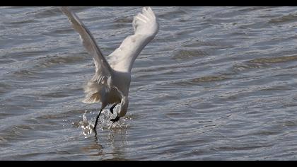 Küçük ak balıkçıl