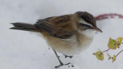 Bıyıklı kamışçın