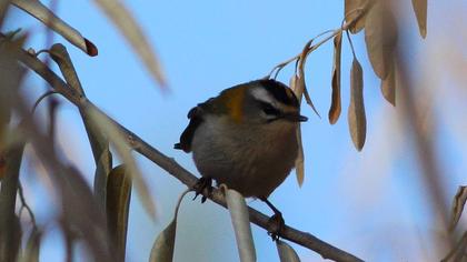 Sürmeli çalıkuşu