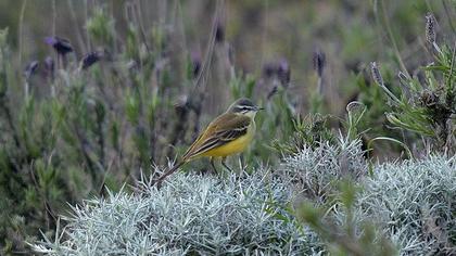 Sarı kuyruksallayan