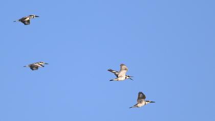 Alaca yalıçapkını