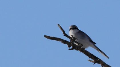 Büyük örümcekkuşu
