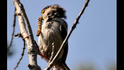 Uzunkuyruklu baştankara