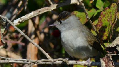 Karabaşlı ötleğen