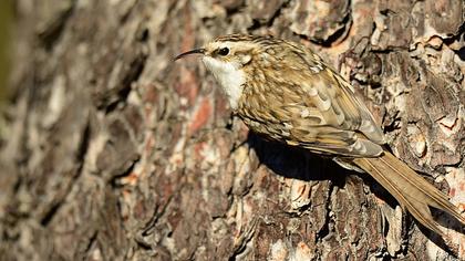 Orman tırmaşıkkuşu