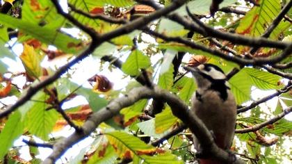 Orman alaca ağaçkakanı