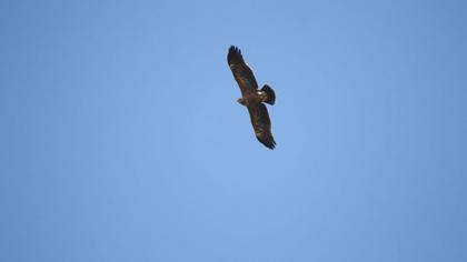 Küçük orman kartalı