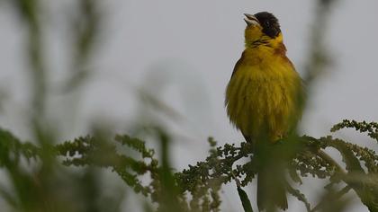 Karabaşlı kirazkuşu