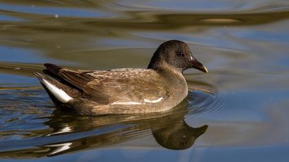 Common Moorhen