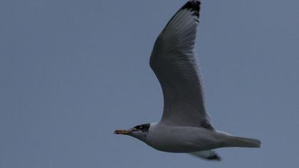 Büyük karabaş martı