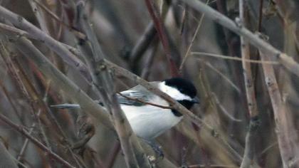 Akyanaklı baştankara