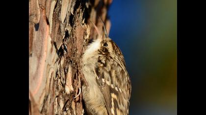 Bahçe tırmaşıkkuşu