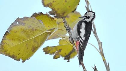 Syrian Woodpecker