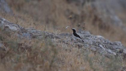 Aksırtlı kuyrukkakan