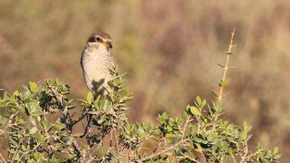 Kızılsırtlı örümcekkuşu