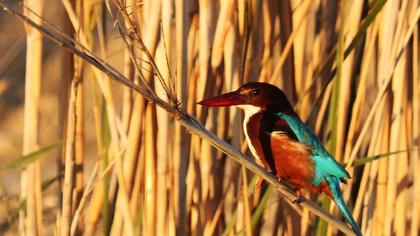 İzmir yalıçapkını