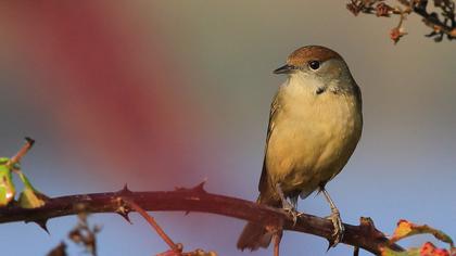 Karabaşlı ötleğen
