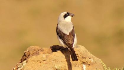 Karaalınlı örümcekkuşu