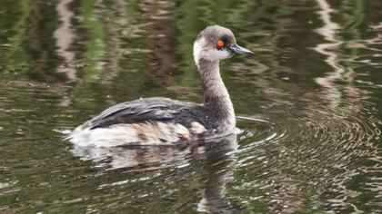 Karaboyunlu batağan