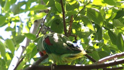 İskender papağanı