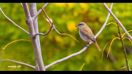 Kızılsırtlı örümcekkuşu