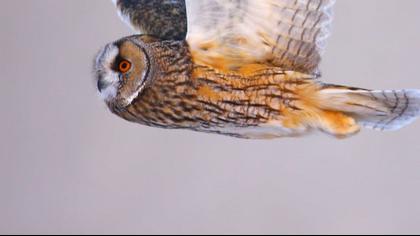 Kulaklı orman baykuşu