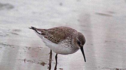 Karakarınlı kumkuşu