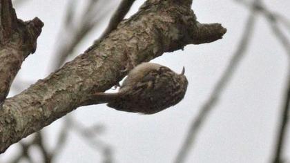 Orman tırmaşıkkuşu